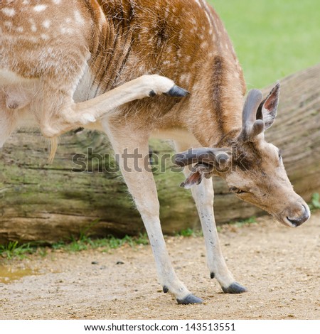 A young male deer scratches an itch