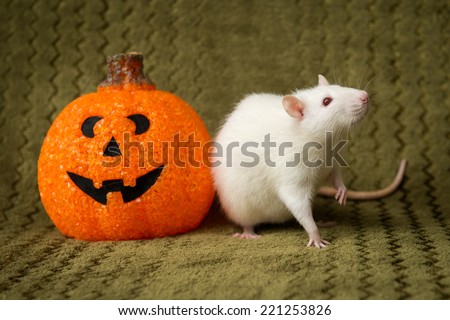 White female rat with a pumpkin for Halloween themed shoot