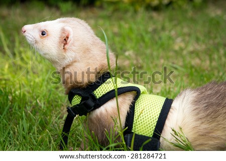 Male cinnamon pet ferret in a harness playing in the garden