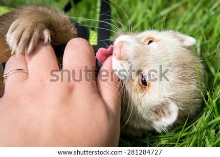 Male cinnamon pet ferret in a harness play biting while playing in the garden