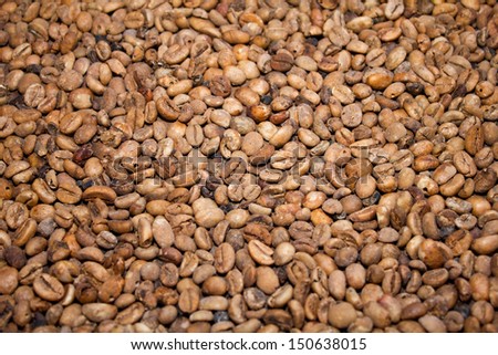 coffee seed texture  produced by musk at Bali Indonesia, animal coffee