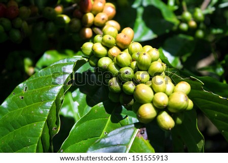 fresh green arabica coffee seed on the tree