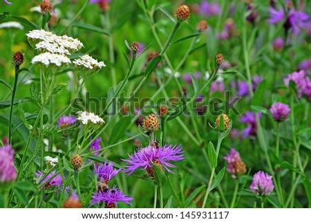 Common (Black) Knapweed field and a white yarrow flower in the foreground.