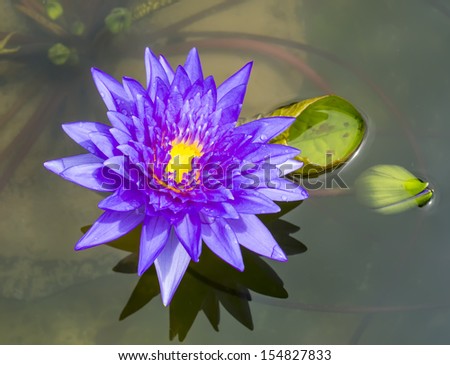 blue lotus flower ,water lily and Drops of rain water