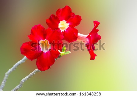 red Desert Rose, Impala Lily, Mock Azalea pink flower with clipping path