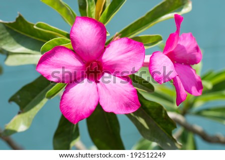 pink Desert Rose, Impala Lily, Mock Azalea pink flower