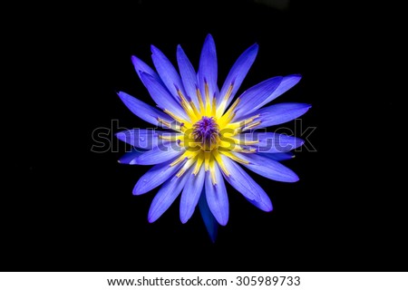 top view blue lotus flower,water lily on black background