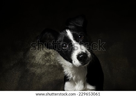 Puppy border collie portrait smooth coated looking in front and rotate head