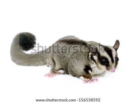Flying squirrel, Sugarglider isolated on white