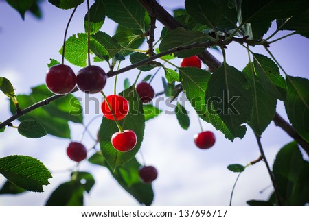 cherries grow on a tree in the sun