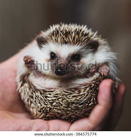 Little Hedgehog on hands