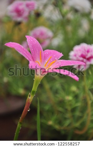 The beautiful purple rain lily flower