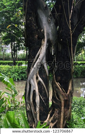 Strong tree roots at Suan Luang Rama IX Public Park in Thailand
