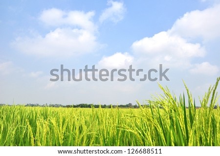 Rice field green grass blue sky cloud cloudy landscape background in Thailand