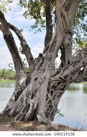 Strong tree roots at Pra Rama  pool in Ayutthaya,Thailand