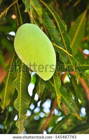 single  Ring, of pile  mangos on the mango tree