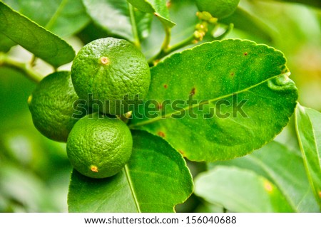 fresh lime at the lime tree