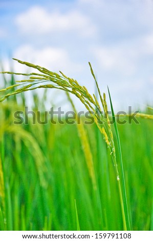 close up Ear of rice grow up
