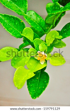 Kaffir lime leaf and single flower bloom with water drop