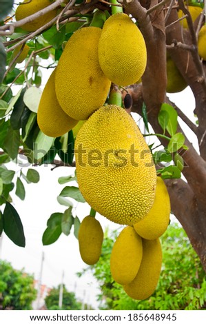 Yellow Jack fruit hang on the tree,Thailand