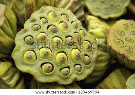 Fresh Lotus Seed Pod sale in market Thailand,close up