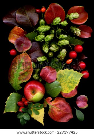 Beautiful natural composition made from autumn leaves, apple and hops