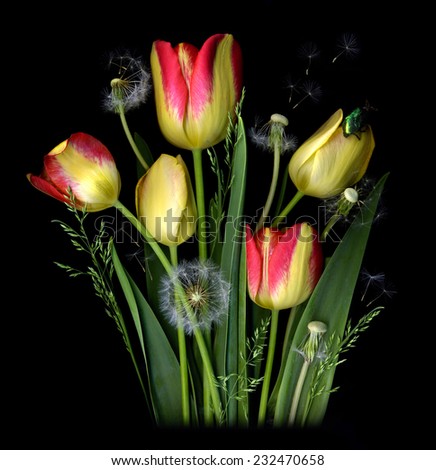 Beautiful natural composition made from tulips, dandelions and spikelets.