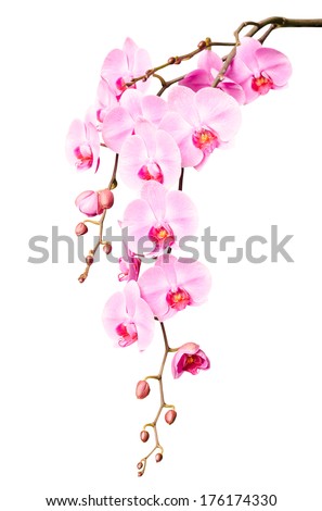 Beautiful Gentle Branch Of White Romantic Orchid Flowers Isolated