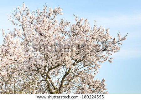 Almond tree with spring blossom flowers against blue sky
