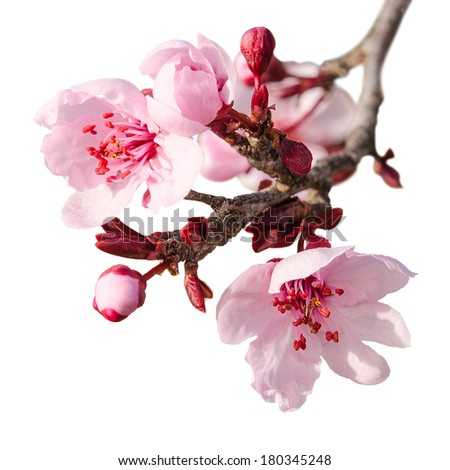 Branch of spring plum blossom with pink flowers and buds isolated on white