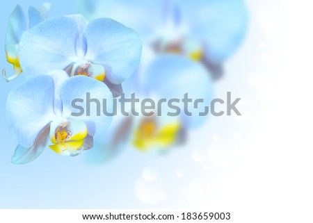 Tropical exotic blue orchid flowers over gradient blurred background with free area for text