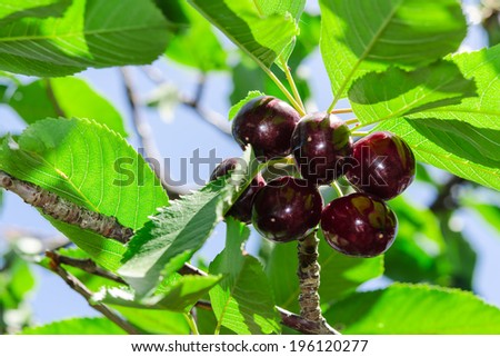 Ripe juicy vinous cherry big berries with sunlight foliage on tree branch