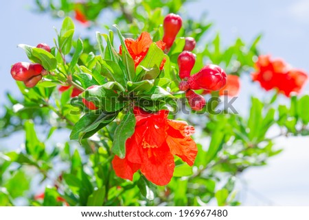 Bush of vibrant pomegranate spring blossom with petals against blue sky