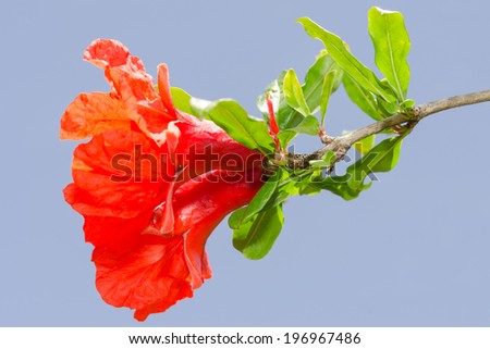 Pomegranate spring blossom. Vibrant colored red flowers against clear blue sky