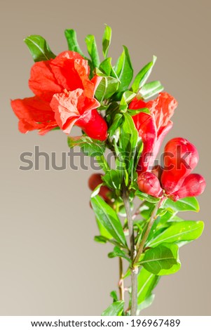 Sunlit branch with spring red pomegranate blossom on gradient background