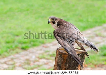 Wild falcon predator hawk fastest raptor bird of prey perched on stump and spread their wings against green grass with free copy-space area for text