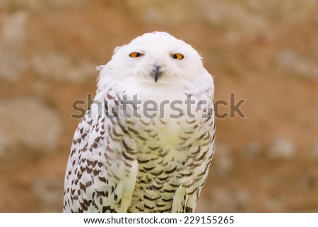 Portrait of quiet predator wild bird snowy white owl staring at camera lens with yellow eyes