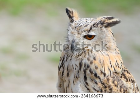 Night silent hunter horned owl with ear-tufts close-up portrait