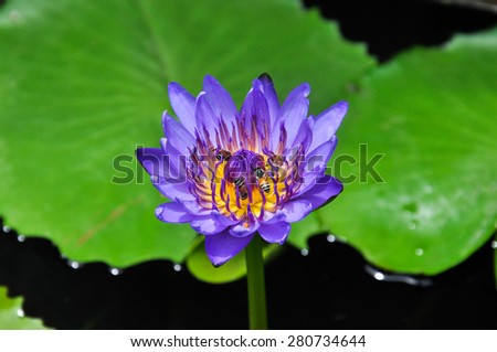Purple lotus in Thailand
