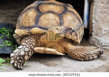 Turtle in zoo, Thailand