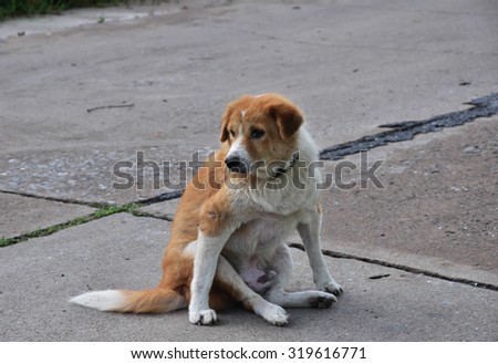 Homeless dog which does not have owner in Asia