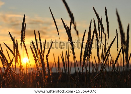 Sunset in the grass