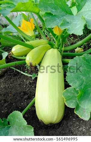 Vegetable marrow in a vegetable garden
