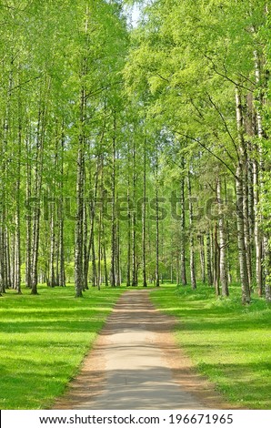 Birch trees in spring park