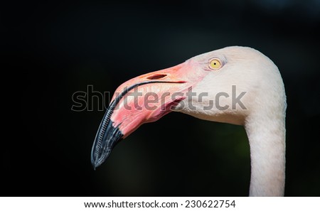 Flamingo close up portrait