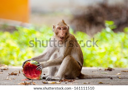 One monkey eat watermelon
