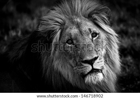 Frontal shot of a Male African Lion with a sad expression.