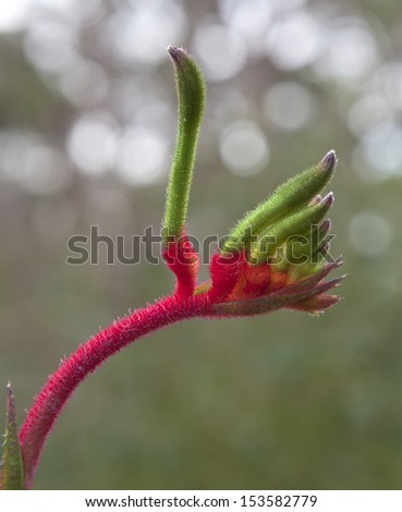 Kangaroo Paw flower