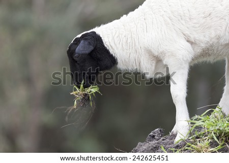 Black and White Faced Lamb Eating Grass