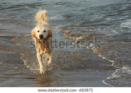 Dog running out of water